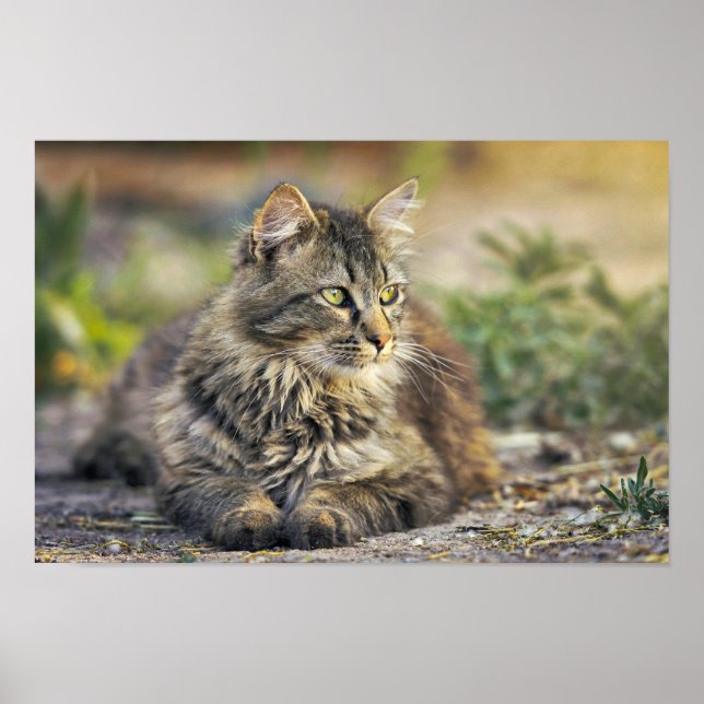 Katzenposter Poster (Vorne)