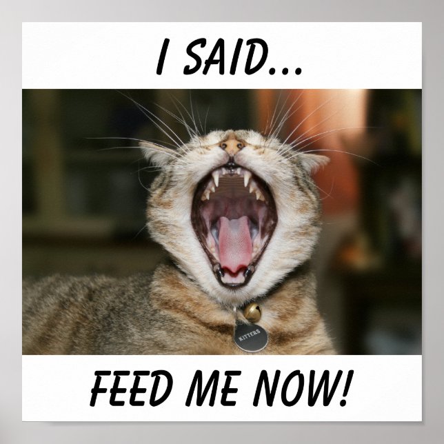 Katzenposter Poster (Vorne)