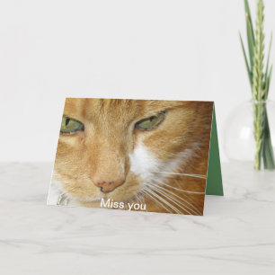 Katzenpostkarte Karte