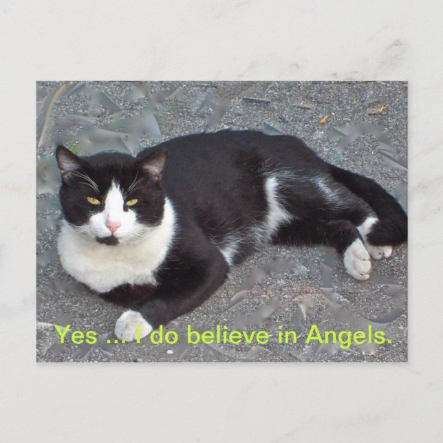 Katzenpostkarte mit humanem Sprichwort Postkarte (Vorderseite)