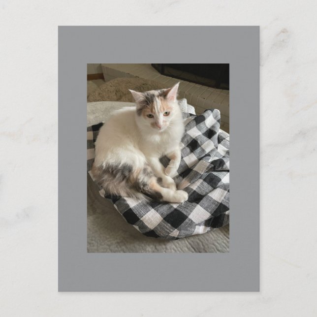 Katzenpostkarte Postkarte (Vorderseite)