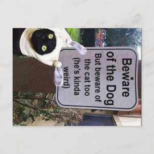 Katzenpostkarte Postkarte