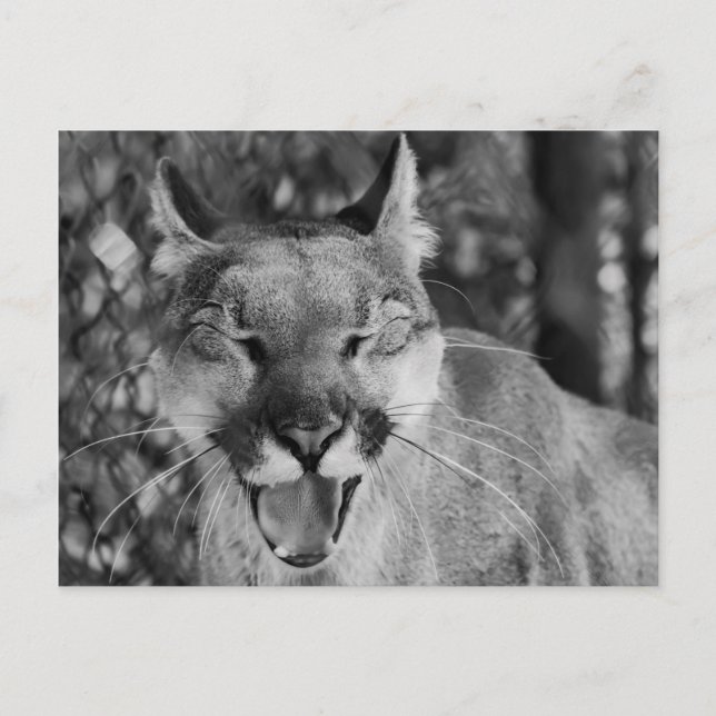 Katzenpostkarte Postkarte (Vorderseite)