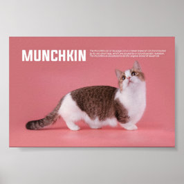 Katzenrasse Munchkin oder Wurst Poster