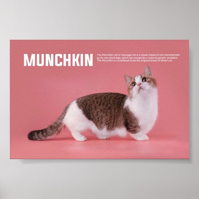 Katzenrasse Munchkin oder Wurst Poster (Vorne)