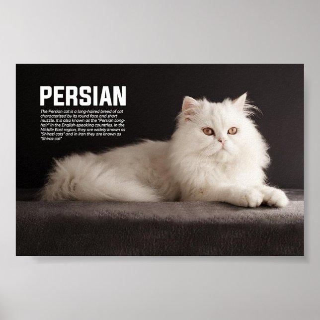 Katzenrasse Persisch/Shirazi Poster (Vorne)