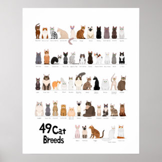 Katzenrasse Poster