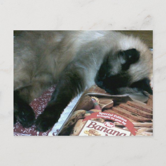 Katzenruhe auf der Postkarte des Kochbuchs (Vorderseite)