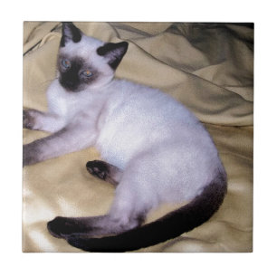Katzensandsteinkunst aus Siam niedliches Kätzchen Fliese