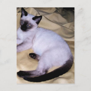 Katzensandsteinkunst aus Siam niedliches Kätzchen Postkarte