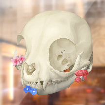 Katzenschädel mit Flora