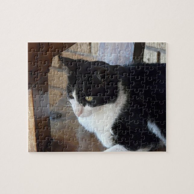 Katzenschwarz und Weiß (Horizontal)