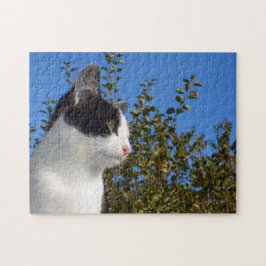 Katzenschwarz und Weiß-Foto
