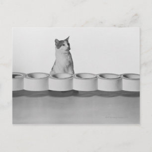Katzensitze und lecken neben der Tierschale auf we Postkarte