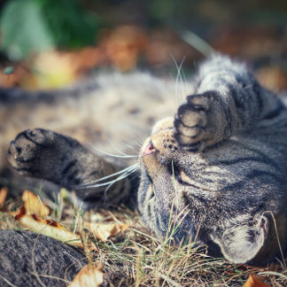 Katzensonnenbaden Postkarte
