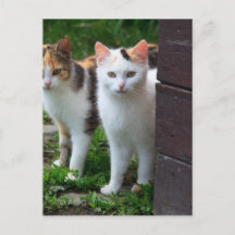 Katzenspiel im Freien