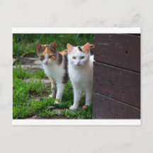 Katzenspiel im Freien