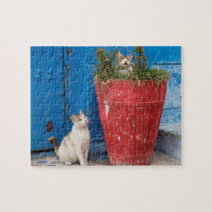 Katzenspiel in Rabat, Marokko