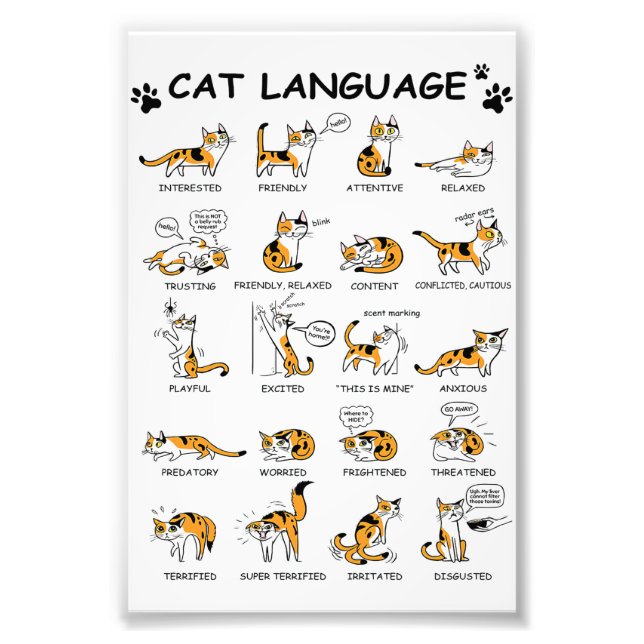 Katzensprache, lustiges Katzen Kitten, Liebe Katze Fotodruck (Vorne)