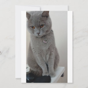 Katzenversuch Einladung