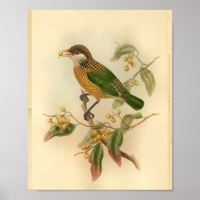 Katzenvogel-Gelbe Vintage Vogelgezwitscher Poster (Vorne)