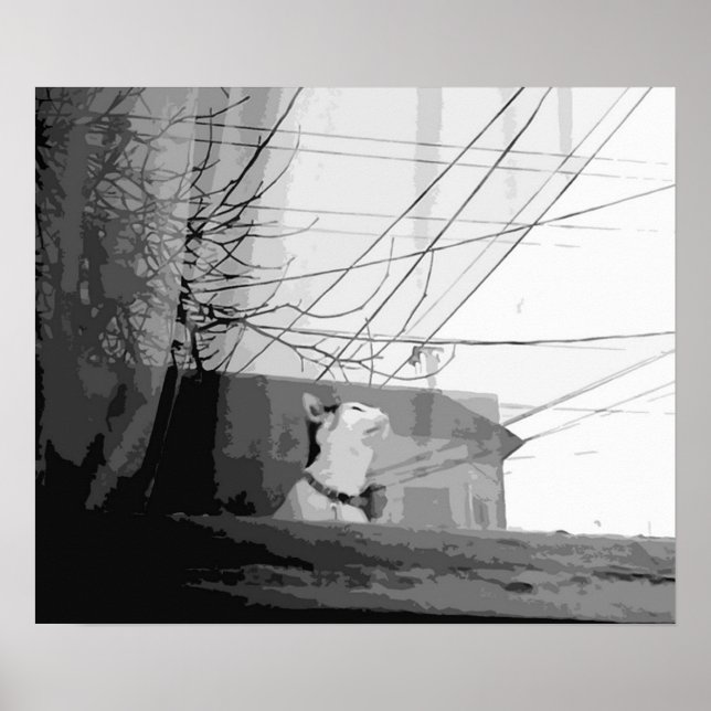 Katzenwickel Poster (Vorne)