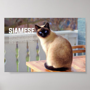Katzenzucht Poster
