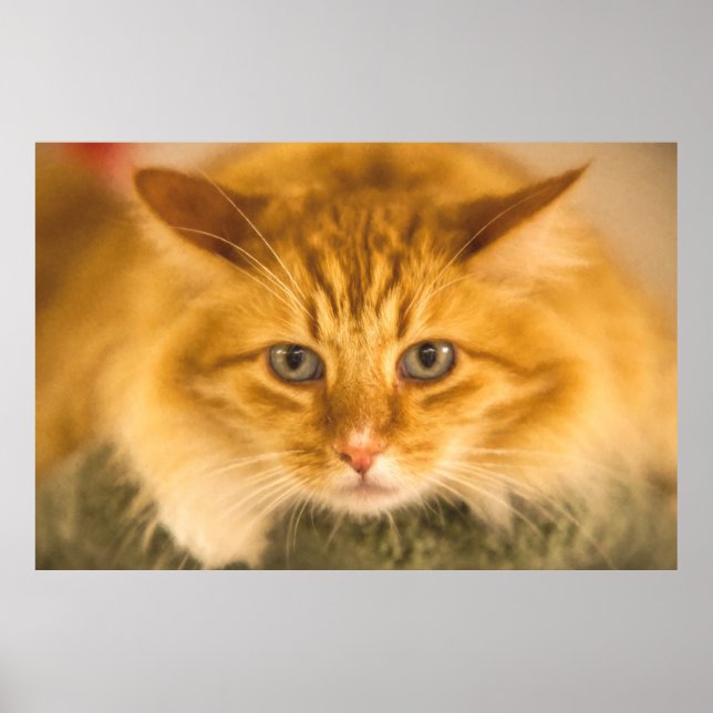 KATZSTARE FÜR MAINE COON POSTER (Vorne)