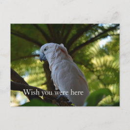 Kauai Hawaii Bird in einem Baum Postkarte