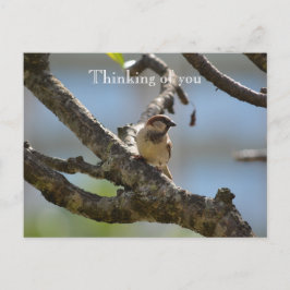 Kauai Hawaii Bird on Tree Branch Denken Sie an Sie Postkarte
