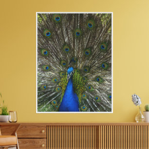 Kauai Hawaii Peacock Feathers Leinwanddruck