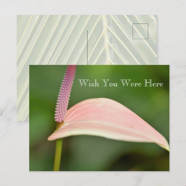 Kauai Hawaii Pink Anthurium Blume Postkarte (Vorne/Hinten)