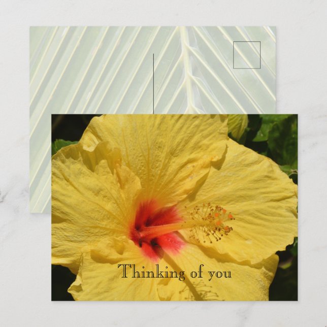 Kauai Hawaii Yellow Hibiskus Blume Postkarte (Vorne/Hinten)