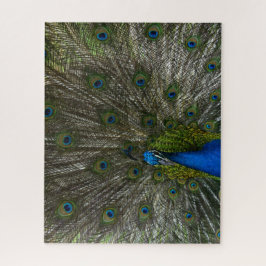 Kauai Peacock