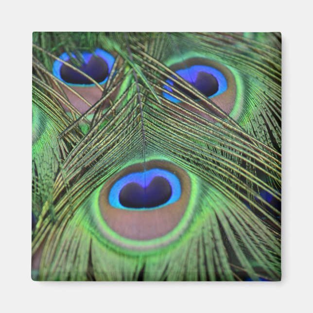 Kauai Peacock Feathers Fotografie Magnet (Vorne)