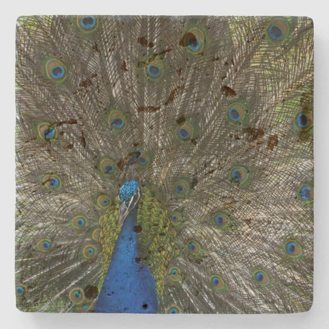 Kauai Peacock Steinuntersetzer (Vorderseite)