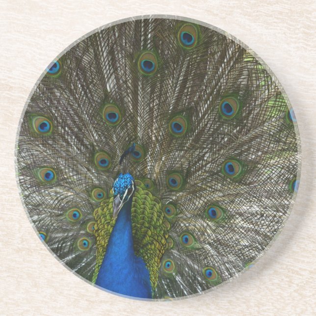 Kauai-Pfau Getränkeuntersetzer (Vorne)