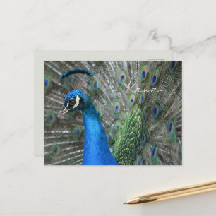 Kauai-Pfauenfedern Postkarte