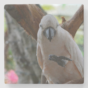 Kauai-Vogel im Baum (von mir aufgenommen) Steinuntersetzer