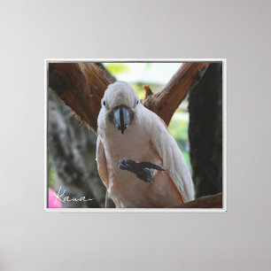 Kauai-Vogel im Baum (von mir aufgenommene Fotograf Leinwanddruck