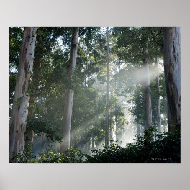 Kaugummi-Bäume (Eukalyptus) im Regenwald Tokai Poster (Vorne)