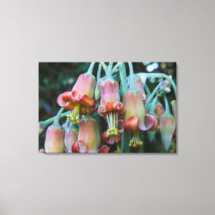 Kausale Echeveria-Blüten Leinwanddruck