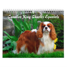 Kavalier König Charles Spaniel Hund