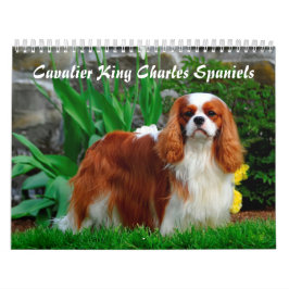 Kavalier König Charles Spaniel Hund Kalender