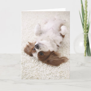 Kavalier mit Bauch Karte