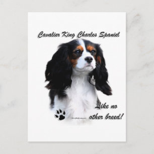 Kavalier wie keine andere Rasse Postkarte