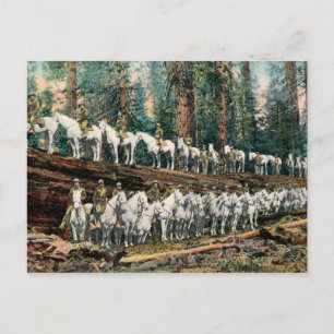 Kavallerie-Truppe auf Redwood-Baum Vintage-Postkar Postkarte