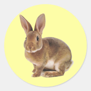 Kawaii Niedlich Bunny Rabbit Runder Aufkleber