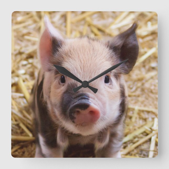 Kawaii niedliches liebliches Farmschweinchen Quadratische Wanduhr (Vorderseite)
