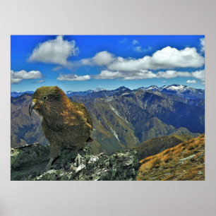 Kea in den Bergen Poster